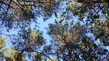 Çam ve köknar ağaçları ormanlarının altına bakarak dönüyor ve dönüyor. Uzun sekoya ağaçlarının altında dönüyor. Ormana bakıyorum. Çam ve çam ağaçları vahşi ormandaki doğal kaynaklar..