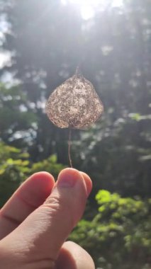 Physalis alkekengi - yeşil yaprakların arasında turuncu fenerler. Dalda egzotik meyveler. Çin feneri, yer mersini. Olgunlaşmış Physalis Peruviana Çiçek Tohumları.