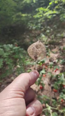 Physalis alkekengi - yeşil yaprakların arasında turuncu fenerler. Dalda egzotik meyveler. Çin feneri, yer mersini. Olgunlaşmış Physalis Peruviana Çiçek Tohumları.