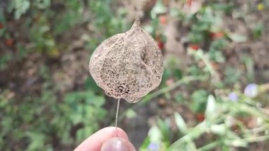 Physalis alkekengi - yeşil yaprakların arasında turuncu fenerler. Dalda egzotik meyveler. Çin feneri, yer mersini. Olgunlaşmış Physalis Peruviana Çiçek Tohumları.