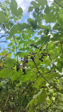 Güzel mürver kümeleri. Siyah mürver. Çalı üzerinde kara dutlar. Yüksek çözünürlüklü görüntü. video 4k. Çalı üzerinde böğürtlen. Kurutulmuş böğürtlen.