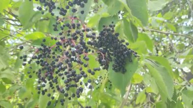 Güzel mürver kümeleri. Siyah mürver. Çalı üzerinde kara dutlar. Yüksek çözünürlüklü görüntü. video 4k. Çalı üzerinde böğürtlen. Kurutulmuş böğürtlen.