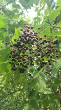 Güzel mürver kümeleri. Siyah mürver. Çalı üzerinde kara dutlar. Yüksek çözünürlüklü görüntü. video 4k. Çalı üzerinde böğürtlen. Kurutulmuş böğürtlen.