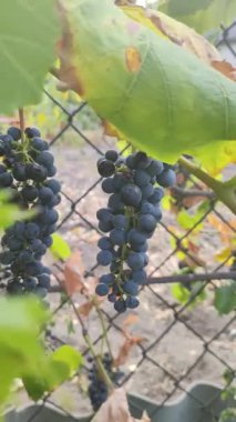 Küçük mavi üzümler. Çitteki üzümler. Üzüm üzümü ve güneş.