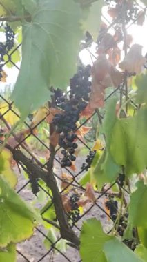 Küçük mavi üzümler. Çitteki üzümler. Üzüm üzümü ve güneş.