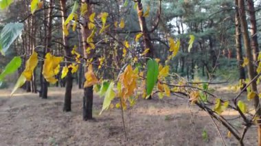 Sonbahar ağaçları. Yapraklı kuru dallar. Ağaçtaki sarı ve yeşil yapraklar. Rüzgar sonbahar yapraklarını sallıyor. Sonbaharda ağaçlar