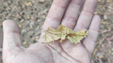 Kuru sonbahar yaprakları ellerinde. Adam kuru yaprakları kırıyor. Sarı sonbahar yaprağı elinde.