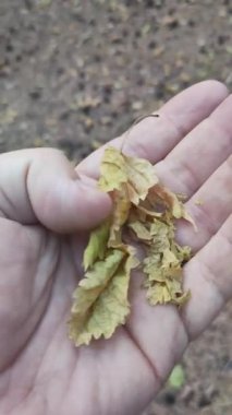 Kuru sonbahar yaprakları ellerinde. Adam kuru yaprakları kırıyor. Sarı sonbahar yaprağı elinde.