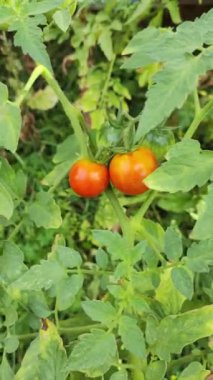 Çam iğnesi deseni. Yeşil, yumuşak çam iğneleri. Dallardaki küçük iğneler.