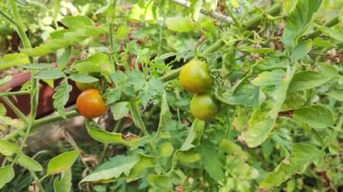 Çam iğnesi deseni. Yeşil, yumuşak çam iğneleri. Dallardaki küçük iğneler.