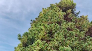 Çam iğnesi deseni. Yeşil, yumuşak çam iğneleri. Dallardaki küçük iğneler.