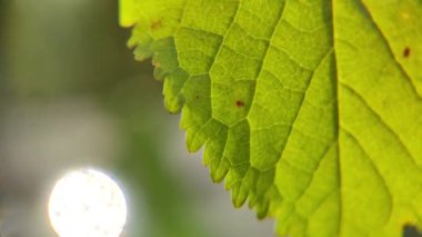 Sonbahar Yeşilliği 'nin makro videosu. Kamera Parlak Sarı ve Altın Manolya Yaprak deseni boyunca hareket ediyor..