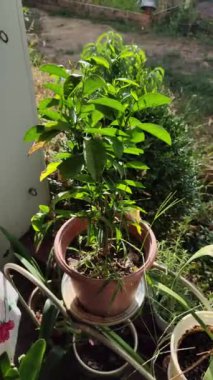 Kadın bahçıvan çiçek saksısına kasımpatı naklediyor. Bahçede büyüyen çiçekler