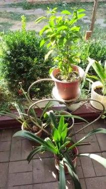 Kadın bahçıvan çiçek saksısına kasımpatı naklediyor. Bahçede büyüyen çiçekler