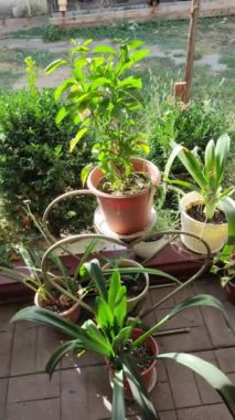 Kadın bahçıvan çiçek saksısına kasımpatı naklediyor. Bahçede büyüyen çiçekler