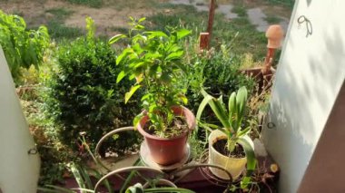 Kadın bahçıvan çiçek saksısına kasımpatı naklediyor. Bahçede büyüyen çiçekler