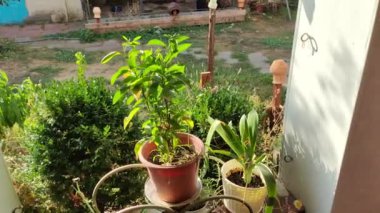 Kadın bahçıvan çiçek saksısına kasımpatı naklediyor. Bahçede büyüyen çiçekler