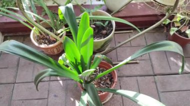 Kadın bahçıvan çiçek saksısına kasımpatı naklediyor. Bahçede büyüyen çiçekler