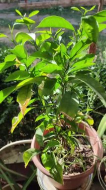 Kadın bahçıvan çiçek saksısına kasımpatı naklediyor. Bahçede büyüyen çiçekler