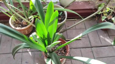 Kadın bahçıvan çiçek saksısına kasımpatı naklediyor. Bahçede büyüyen çiçekler