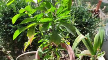 Kadın bahçıvan çiçek saksısına kasımpatı naklediyor. Bahçede büyüyen çiçekler