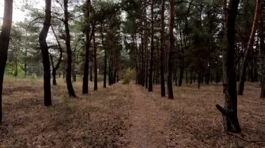 Sonbahar ormanında yürü. HDR videosu. Ormanda alacakaranlık. Sarı yapraklar ayak altında. Sonbahar doğası