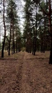 Sonbahar ormanında yürü. HDR videosu. Ormanda alacakaranlık. Sarı yapraklar ayak altında. Sonbahar doğası