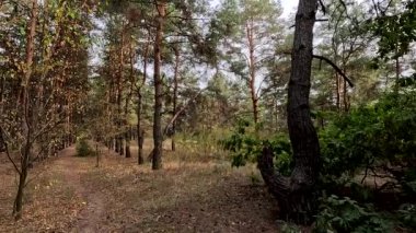 Sonbahar ormanında yürü. HDR videosu. Ormanda alacakaranlık. Sarı yapraklar ayak altında. Sonbahar doğası