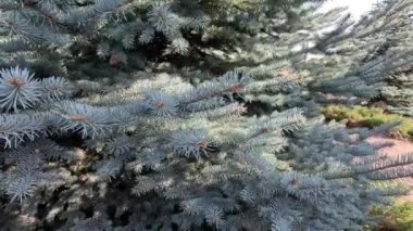 Mavi ladin. Ladin deseni. Mavi iğneli dallar. Kozalaklı ağaç.