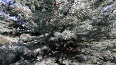 Mavi ladin. Ladin deseni. Mavi iğneli dallar. Kozalaklı ağaç.