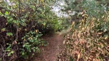 Sonbaharda yol boyunca yürüyorum. Sonbahar manzarası. Sonbahar yaprakları yerde. Dar yol. Nehir kenarında yürüyüş. Göl ve gökyüzü. Güzel doğal manzara. HDR video 4K 60 fps.