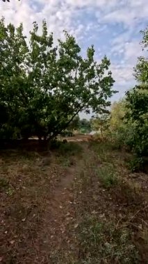 Sonbaharda yol boyunca yürüyorum. Sonbahar manzarası. Sonbahar yaprakları yerde. Dar yol. Nehir kenarında yürüyüş. Göl ve gökyüzü. Güzel doğal manzara. HDR video 4K 60 fps.