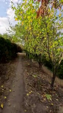 Sonbaharda yol boyunca yürüyorum. Sonbahar manzarası. Sonbahar yaprakları yerde. Dar yol. Nehir kenarında yürüyüş. Göl ve gökyüzü. Güzel doğal manzara. HDR video 4K 60 fps.