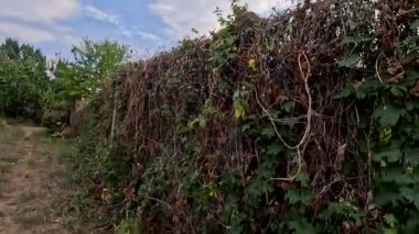 Sonbaharda yol boyunca yürüyorum. Sonbahar manzarası. Sonbahar yaprakları yerde. Dar yol. Nehir kenarında yürüyüş. Göl ve gökyüzü. Güzel doğal manzara. HDR video 4K 60 fps.