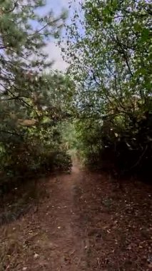 Sonbaharda yol boyunca yürüyorum. Sonbahar manzarası. Sonbahar yaprakları yerde. Dar yol. Nehir kenarında yürüyüş. Göl ve gökyüzü. Güzel doğal manzara. HDR video 4K 60 fps.