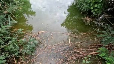 Su ve sahil. Nehirdeki karanlık su. Gölde siyah su.