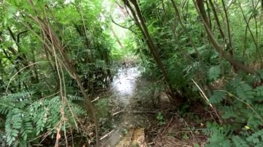 Su ve sahil. Nehirdeki karanlık su. Gölde siyah su.