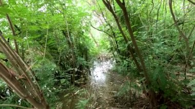 Su ve sahil. Nehirdeki karanlık su. Gölde siyah su.