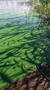 Su üzerindeki gölgeler. Nehirde yeşil su var. Yeşil göl. Yeşil suyun üzerindeki güzel gölgeler. Gölde bir sürü yosun var. Nehir çiçek açıyor. Soyut doğa geçmişi. Sazlıkların gölgesi.