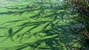 Su üzerindeki gölgeler. Nehirde yeşil su var. Yeşil göl. Yeşil suyun üzerindeki güzel gölgeler. Gölde bir sürü yosun var. Nehir çiçek açıyor. Soyut doğa geçmişi. Sazlıkların gölgesi.