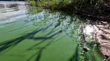 Su üzerindeki gölgeler. Nehirde yeşil su var. Yeşil göl. Yeşil suyun üzerindeki güzel gölgeler. Gölde bir sürü yosun var. Nehir çiçek açıyor. Soyut doğa geçmişi. Sazlıkların gölgesi.