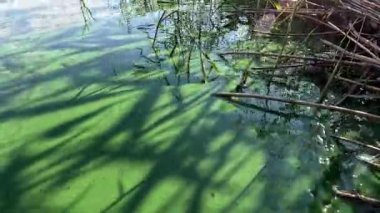 Su üzerindeki gölgeler. Nehirde yeşil su var. Yeşil göl. Yeşil suyun üzerindeki güzel gölgeler. Gölde bir sürü yosun var. Nehir çiçek açıyor. Soyut doğa geçmişi. Sazlıkların gölgesi.