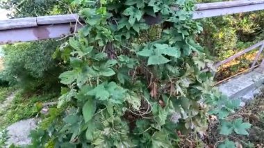 Çiftçilik ve tarım kavramı. Bira ve ekmek yapmak için taze taze taze organik zıplama konileri, yakın çekim. Üretim için taze şerbetçiotu. Bahçede ya da çiftlikte büyüyen zıplama bitkisi