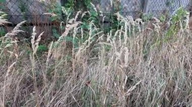 Kuru ot. Doğadaki bir tarladaki kuru otların arka planı. Sahadaki kuru otlar gün batımında sallanıyor. Parktaki vahşi bir arazide çim kulakları. gün batımı doğa manzarası kavramı.