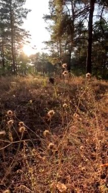 Kuru ot. Doğadaki bir tarladaki kuru otların arka planı. Sahadaki kuru otlar gün batımında sallanıyor. Parktaki vahşi bir arazide çim kulakları. gün batımı doğa manzarası kavramı.