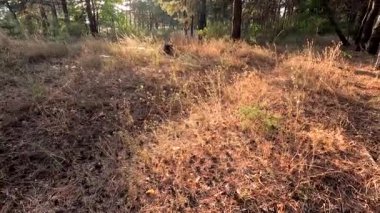 Kuru ot. Doğadaki bir tarladaki kuru otların arka planı. Sahadaki kuru otlar gün batımında sallanıyor. Parktaki vahşi bir arazide çim kulakları. gün batımı doğa manzarası kavramı.