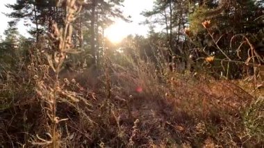 Kuru ot. Doğadaki bir tarladaki kuru otların arka planı. Sahadaki kuru otlar gün batımında sallanıyor. Parktaki vahşi bir arazide çim kulakları. gün batımı doğa manzarası kavramı.