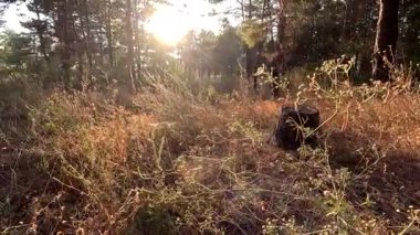 Kuru ot. Doğadaki bir tarladaki kuru otların arka planı. Sahadaki kuru otlar gün batımında sallanıyor. Parktaki vahşi bir arazide çim kulakları. gün batımı doğa manzarası kavramı.
