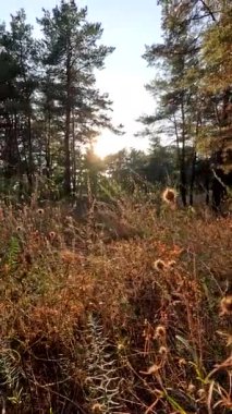 Kuru ot. Doğadaki bir tarladaki kuru otların arka planı. Sahadaki kuru otlar gün batımında sallanıyor. Parktaki vahşi bir arazide çim kulakları. gün batımı doğa manzarası kavramı.