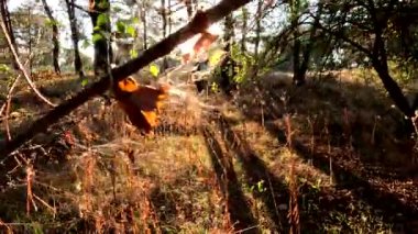 Kuru ot. Doğadaki bir tarladaki kuru otların arka planı. Sahadaki kuru otlar gün batımında sallanıyor. Parktaki vahşi bir arazide çim kulakları. gün batımı doğa manzarası kavramı.